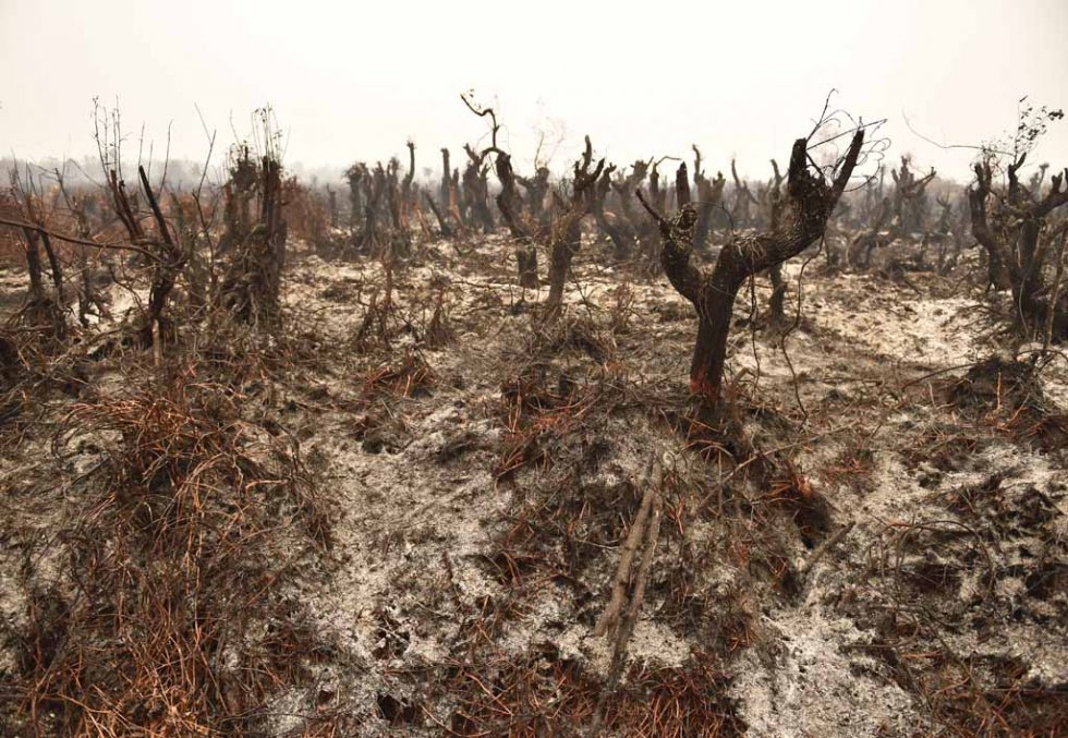 Tree stumps stick out of peatland ravaged by fire. Tree stumps stick out of peatland ravaged by fire.
