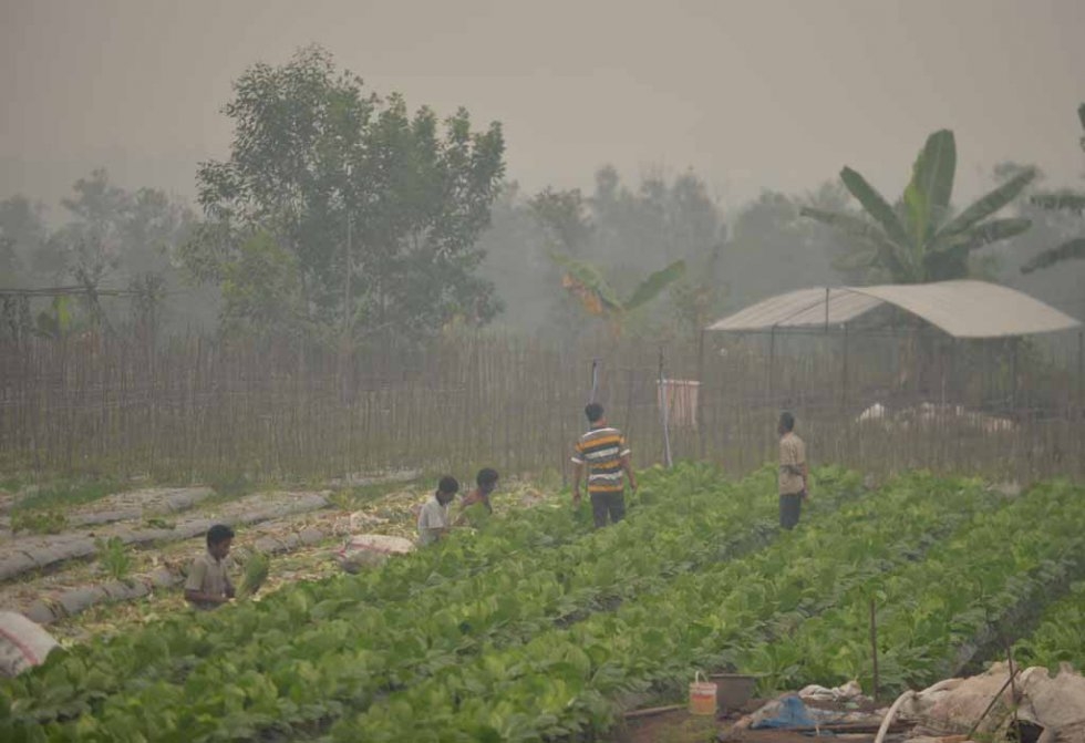 Farmers work their land on the outskirts of Palangkaraya. Farmers work their land on the outskirts of Palangkaraya.