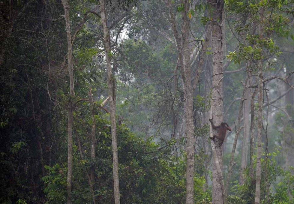 Haze seeps through the trees at a rehabilitation centre for orangutans on the outskirts of Palangkaraya. Haze seeps through the trees at a rehabilitation centre for orangutans on the outskirts of Palangkaraya.