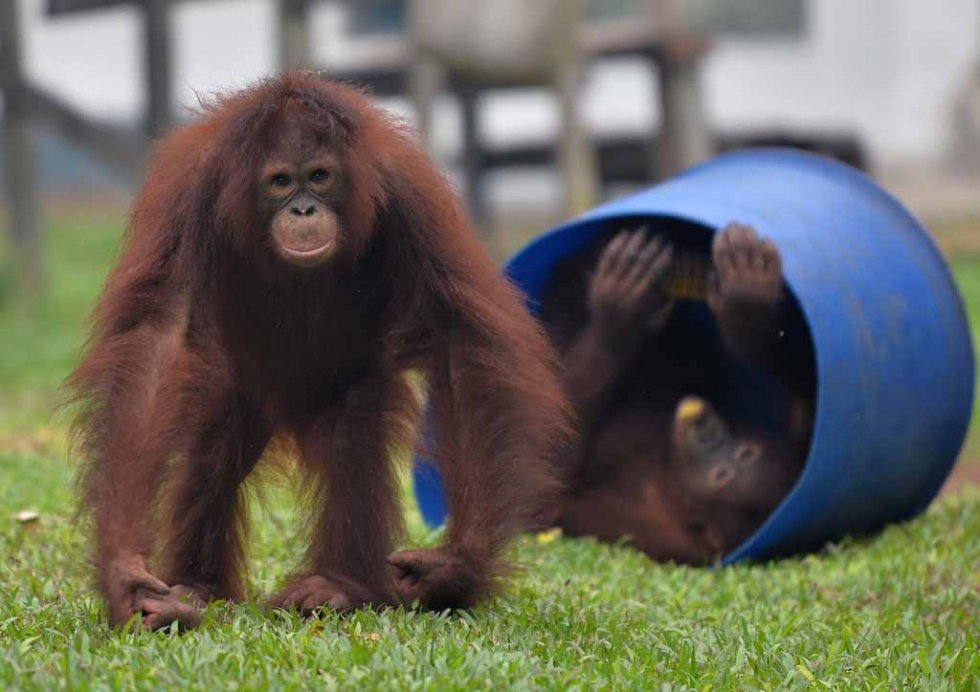 Orangutans play at the rehabilitation centre for the endangered species on the outskirts of Parangkaraya. Orangutans play at the rehabilitation centre for the endangered species on the outskirts of Parangkaraya.
