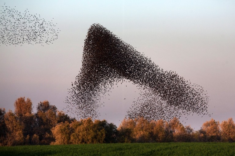 ISRAEL-BIRDS-STARLINGS ISRAEL-BIRDS-STARLINGS