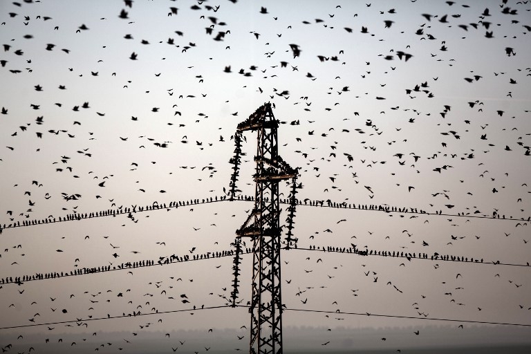 TOPSHOTS-ISRAEL-BIRDS-STARLINGS TOPSHOTS-ISRAEL-BIRDS-STARLINGS