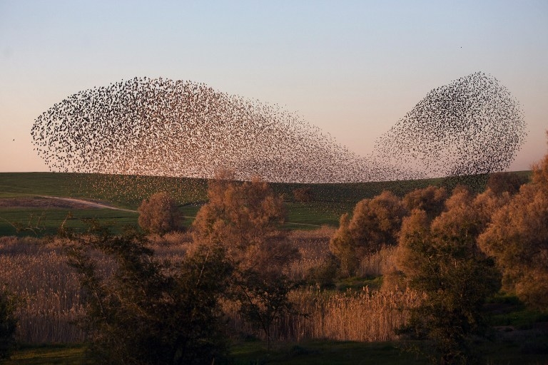 ISRAEL-BIRDS-STARLINGS ISRAEL-BIRDS-STARLINGS
