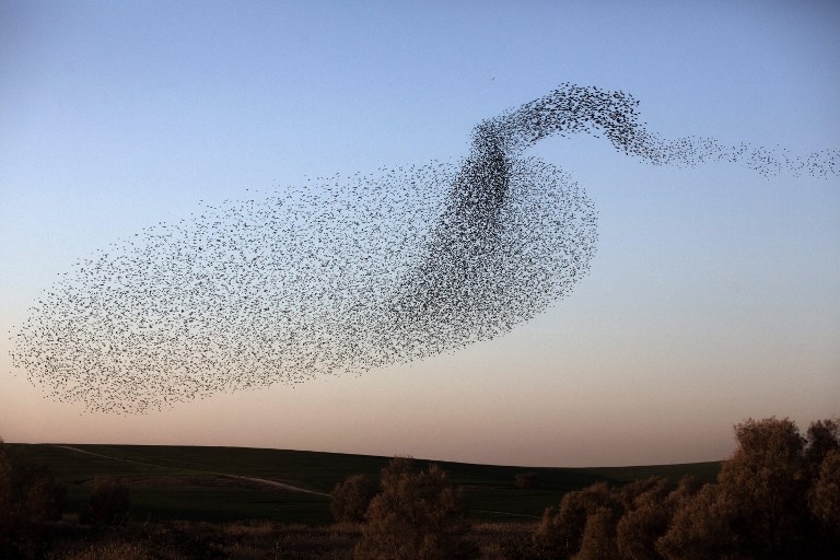 ISRAEL-BIRDS-STARLINGS ISRAEL-BIRDS-STARLINGS