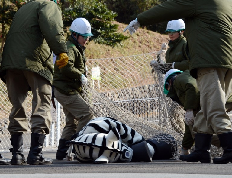Zookeepers ensnare the runaway 'zebra' at Tama zoo on February 1, 2013 Zookeepers ensnare the runaway 'zebra' at Tama zoo on February 1, 2013