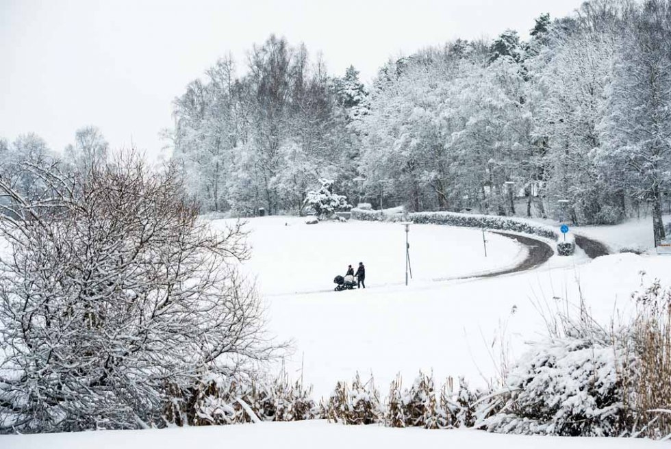 Strolling with babies in the Stockholm snow. Strolling with babies in the Stockholm snow.