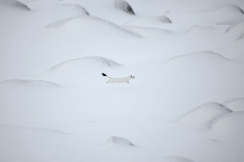 Arctic weasel. Arctic weasel.