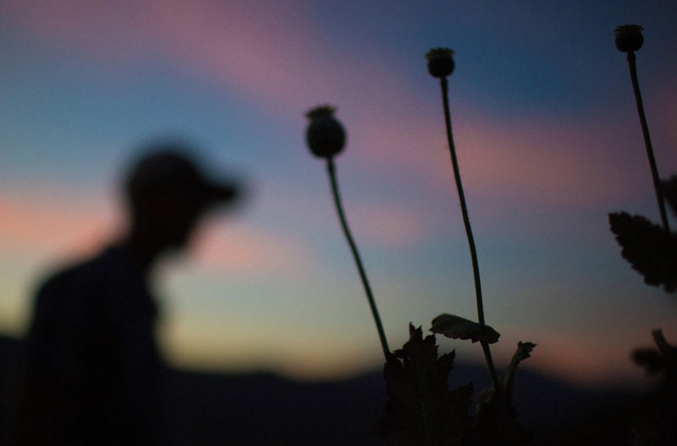 A farmer works a poppy field in Guerrero State. January, 2016. A farmer works a poppy field in Guerrero State. January, 2016.
