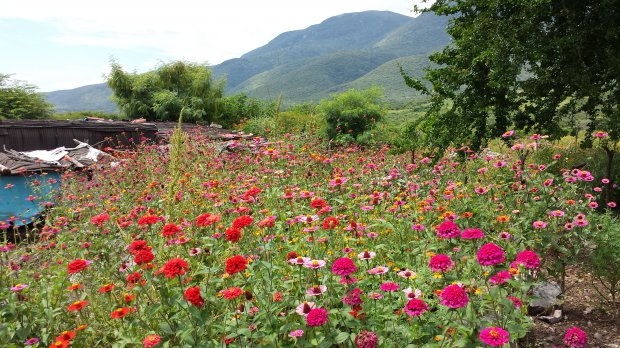 Wild flowers cover the landscape near Iguala Wild flowers cover the landscape near Iguala