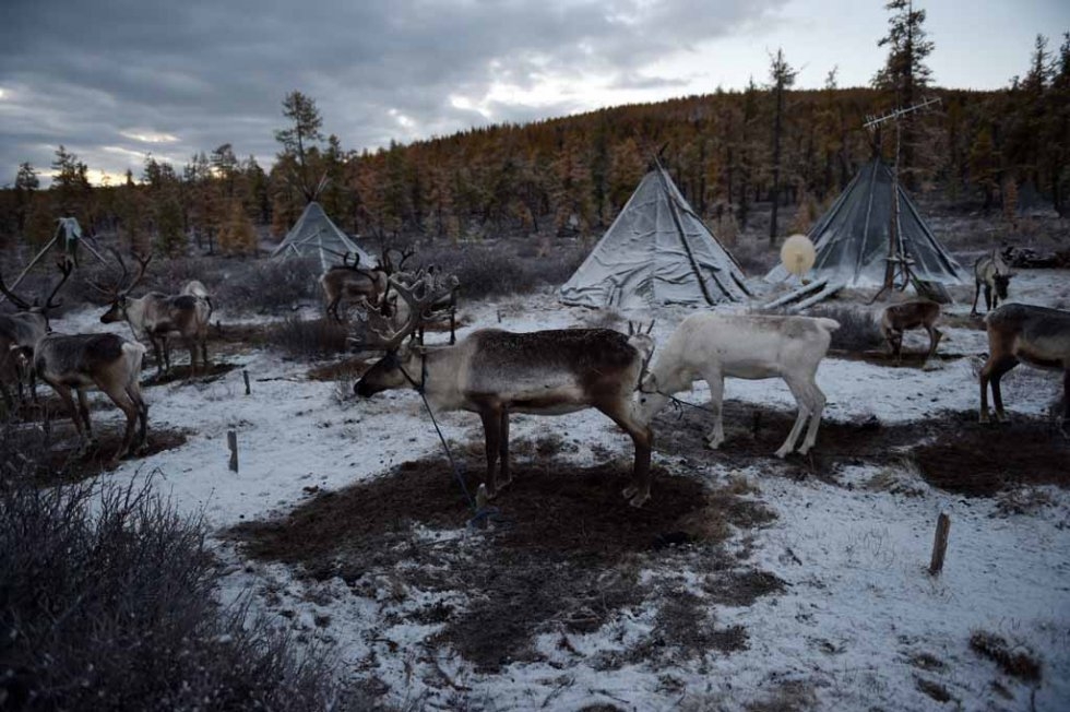 Reindeer at camp in the morning. Reindeer at camp in the morning.