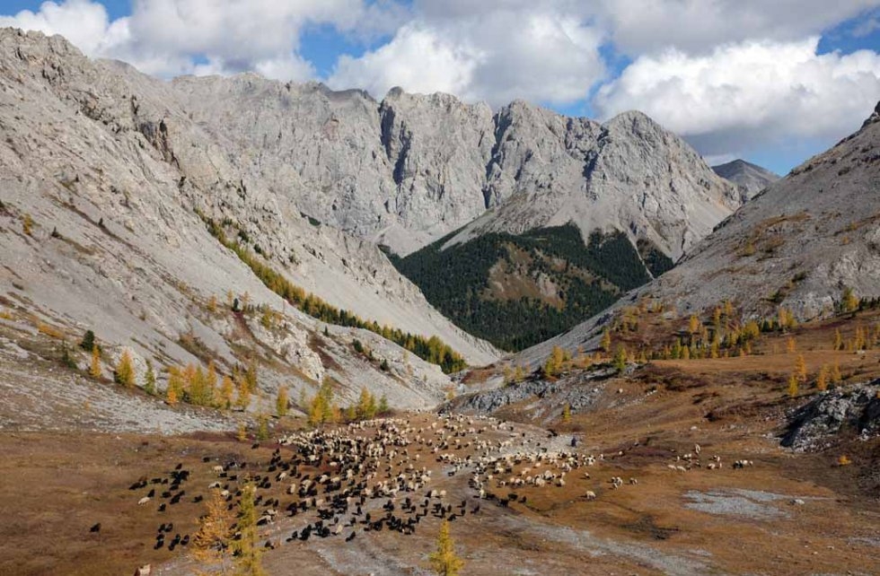 Herders move their sheep and goats through a mountain pass. Herders move their sheep and goats through a mountain pass.