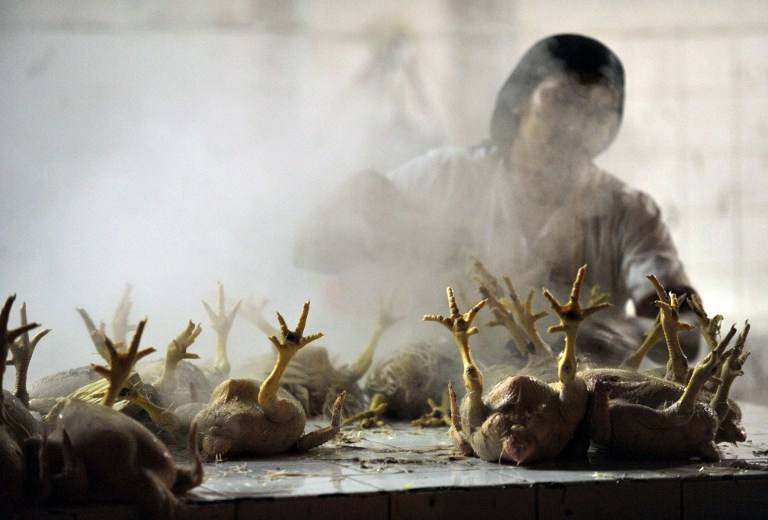 A woman at a central market cleans chicken to deliver before the opening of Lima food markets and restaurants on July 18, 2010 A woman at a central market cleans chicken to deliver before the opening of Lima food markets and restaurants on July 18, 2010