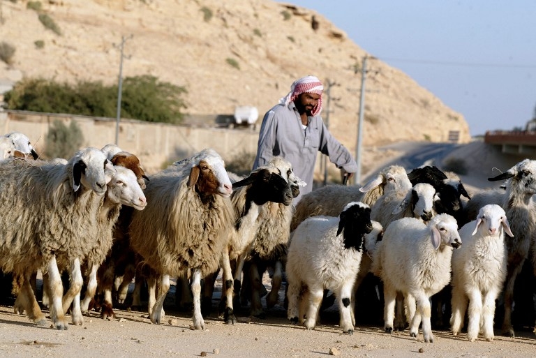A Saudi shepherd in al-Diriyah, north of Riyadh, in 2006 A Saudi shepherd in al-Diriyah, north of Riyadh, in 2006