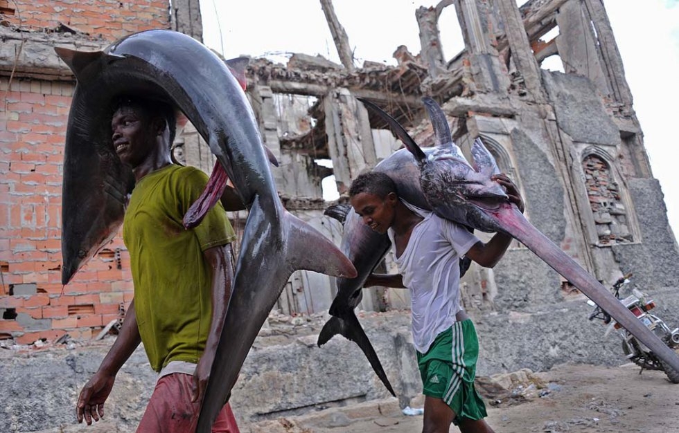 Porters carry the carcasses of a shark and a marlin to the local market near the port of Mogadishu on November 18, 2014 Porters carry the carcasses of a shark and a marlin to the local market near the port of Mogadishu on November 18, 2014