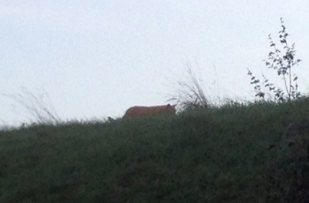 The tiger The tiger