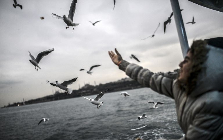 A girl feeds seagulls on a ferry across the Bosphorus in November 2014 A girl feeds seagulls on a ferry across the Bosphorus in November 2014