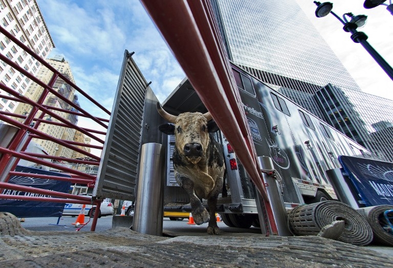 Bull 'Kiss Psycho Circus' exits a truck for weigh-in outside the Madison Square Garden arena in New York on January 15, 2015 Bull 'Kiss Psycho Circus' exits a truck for weigh-in outside the Madison Square Garden arena in New York on January 15, 2015