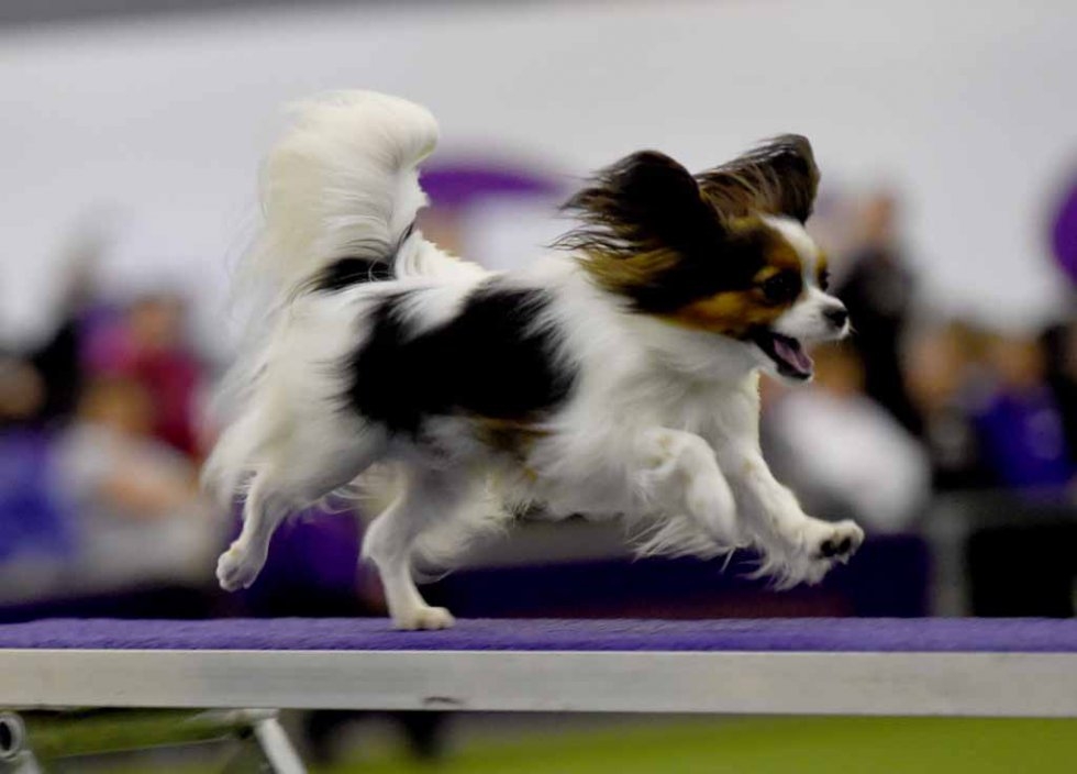 (AFP/Timothy A. Clary) (AFP/Timothy A. Clary)