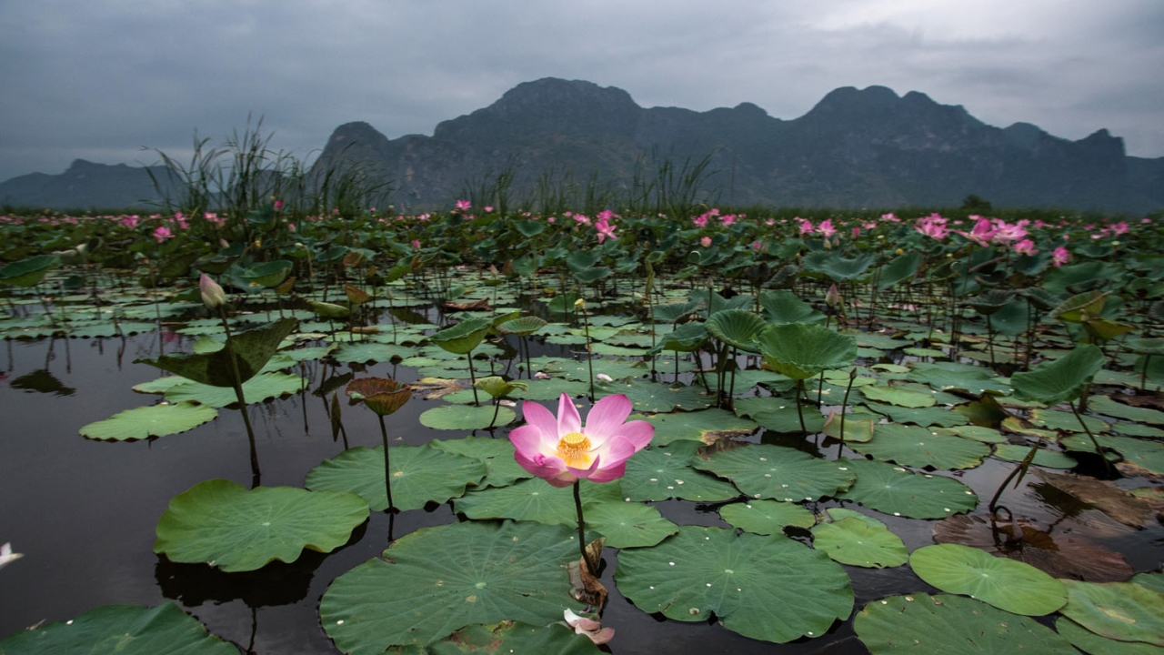 Sacred lotus cheap